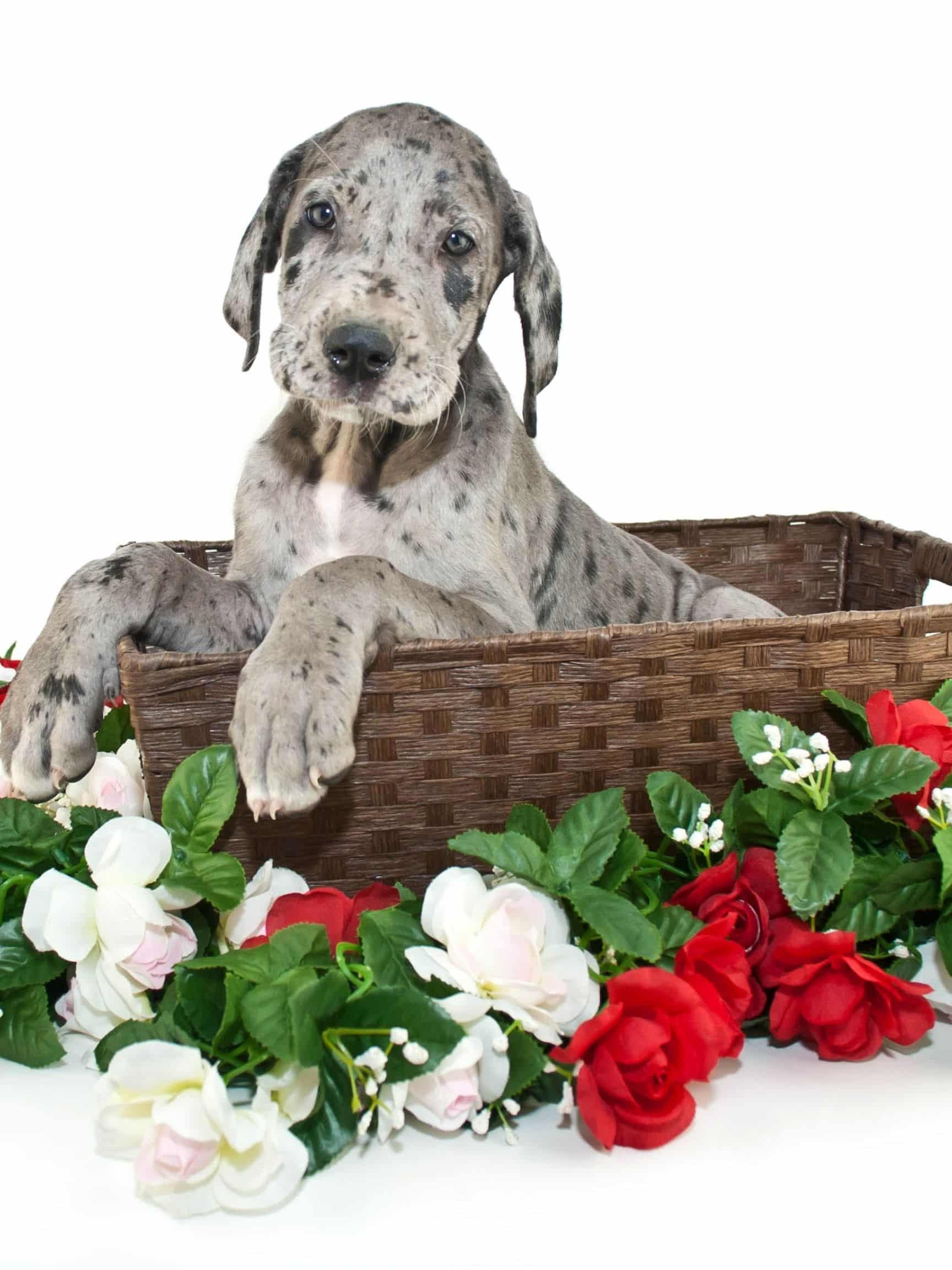 Great Danes for Christmas: Should You Get a Puppy for Christmas? 3 Should You Get a Puppy for Christmas?