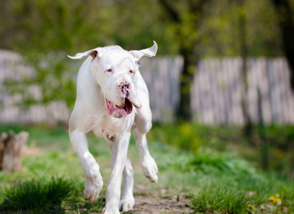 Dog Food Recalls - Should You Be Concerned? 6 1 3