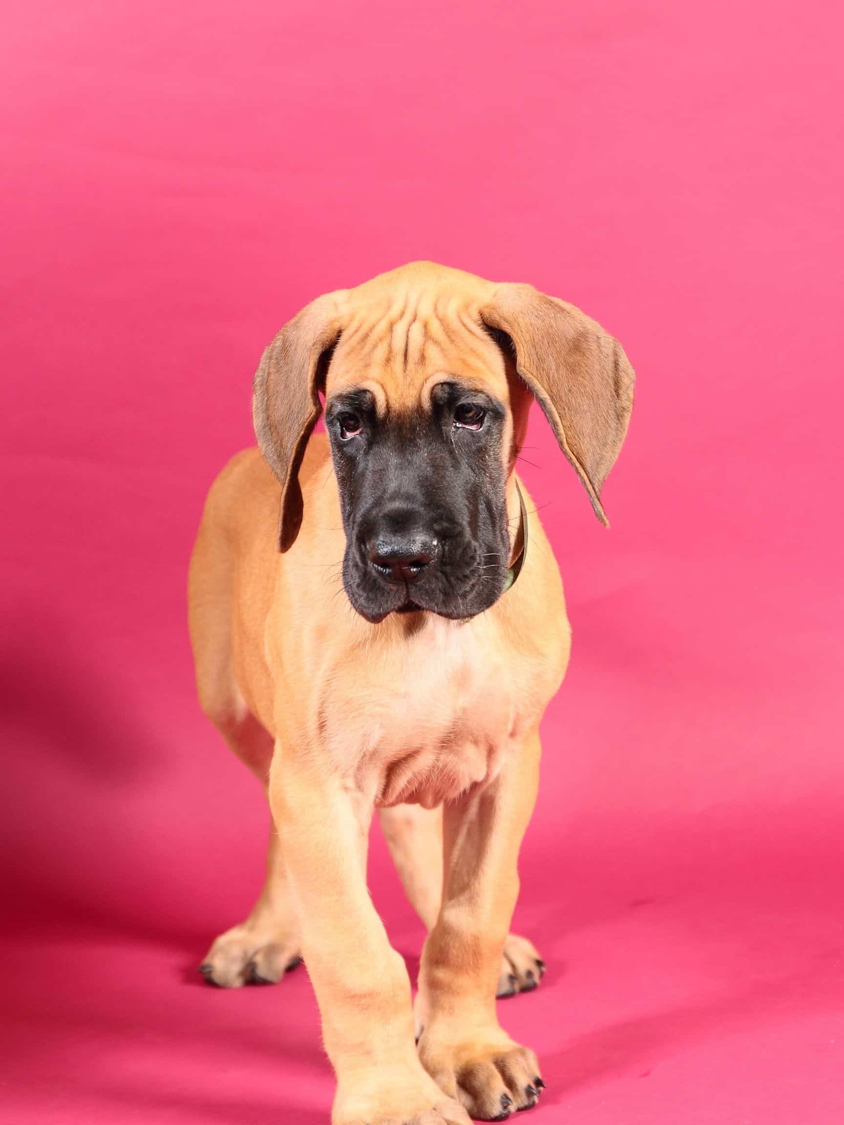 5 Ways to Strengthen Your Great Dane's Feet 9 10 2