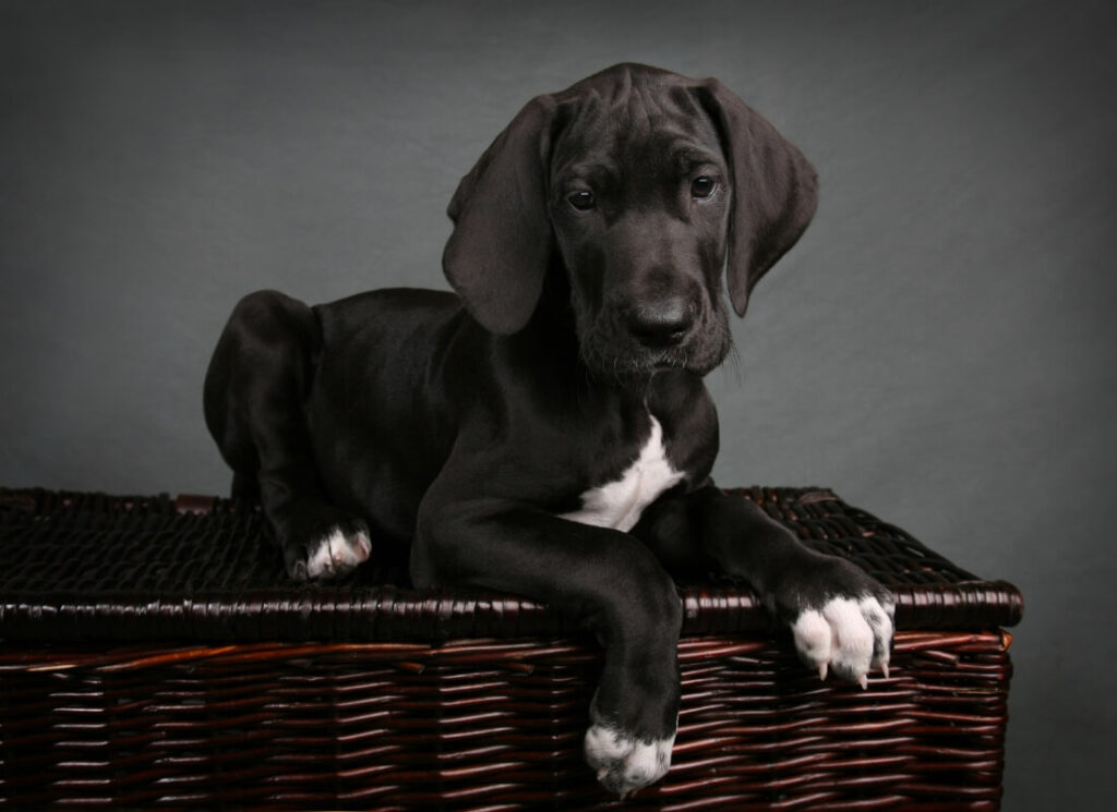 Great Dane Puppy Care 101 2 10 4