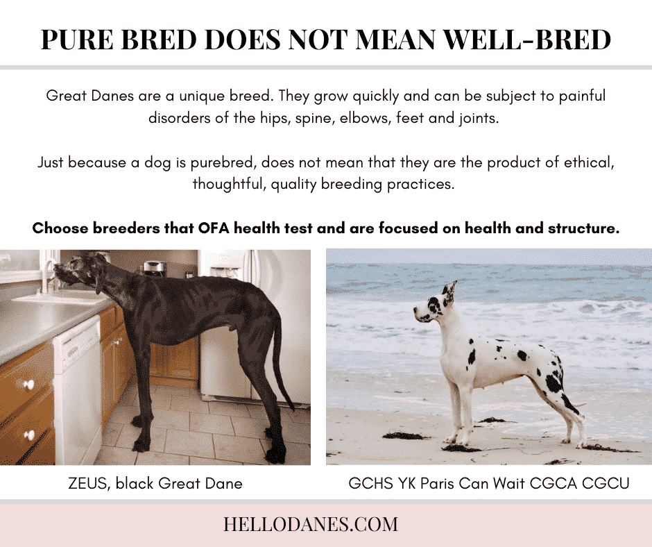 Bad Breeder Red Flags: Questions to Ask Dog Breeder BEFORE You Bring Home Your Adorable Puppy 16 10