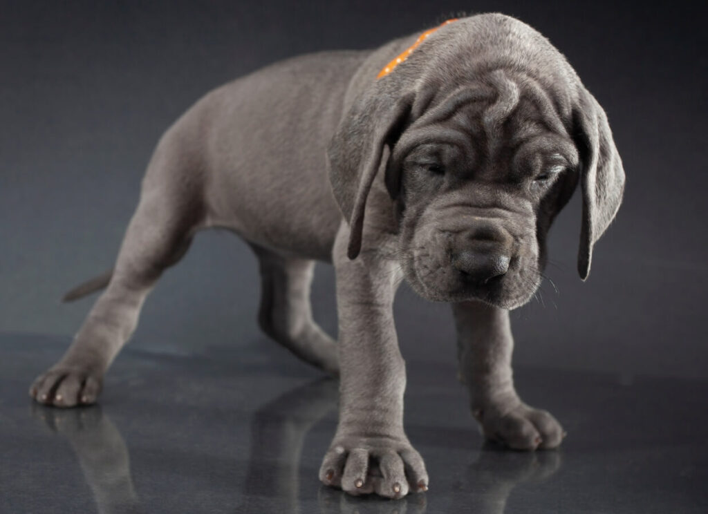 Great Danes for Sale: How to Find a Great Dane Puppy 6 11 2