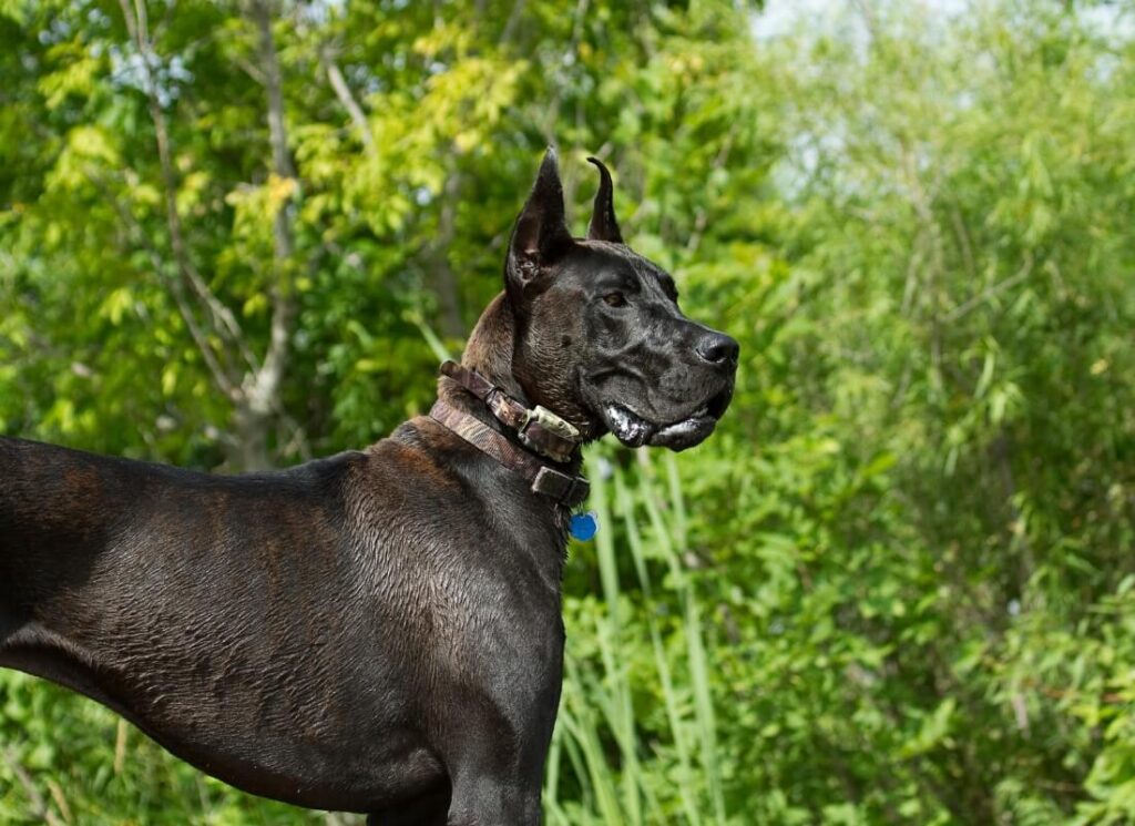 How to Stop a Great Dane from Jumping the Fence 8 11 3