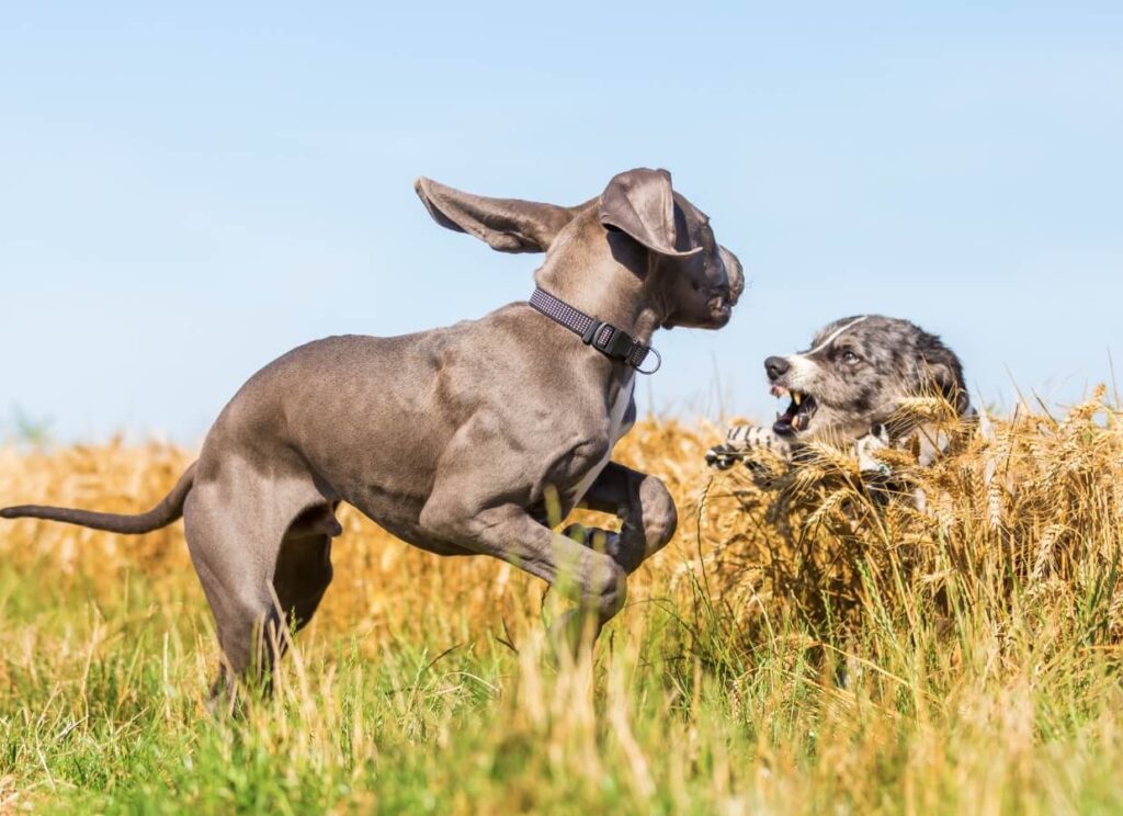 How to Choose the Best Dry Dog Food for a Great Dane 9 12 2