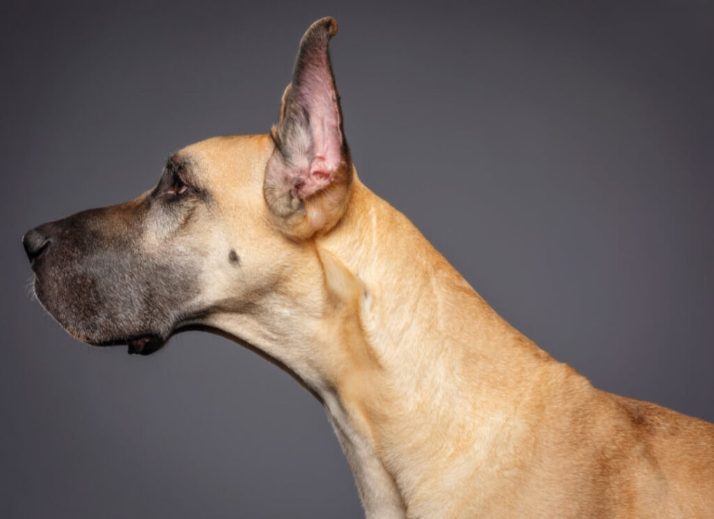 WHAT IS A BACKYARD BREEDER? THE AKC, UNFORTUNATELY, HAS 1000'S. 7 12 3