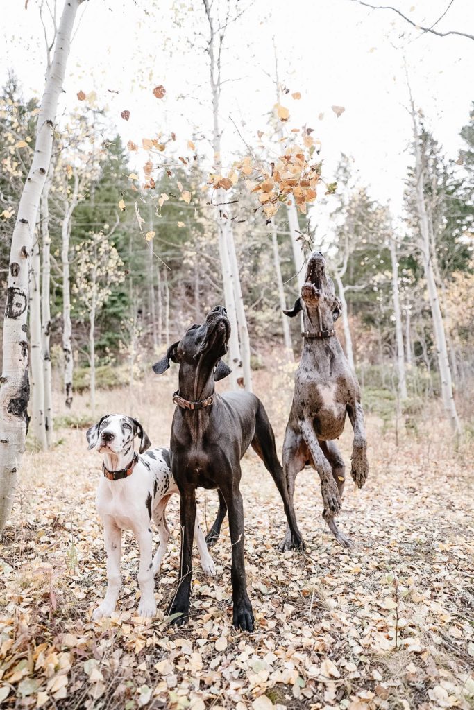 How to Stop a Great Dane Jumping Up