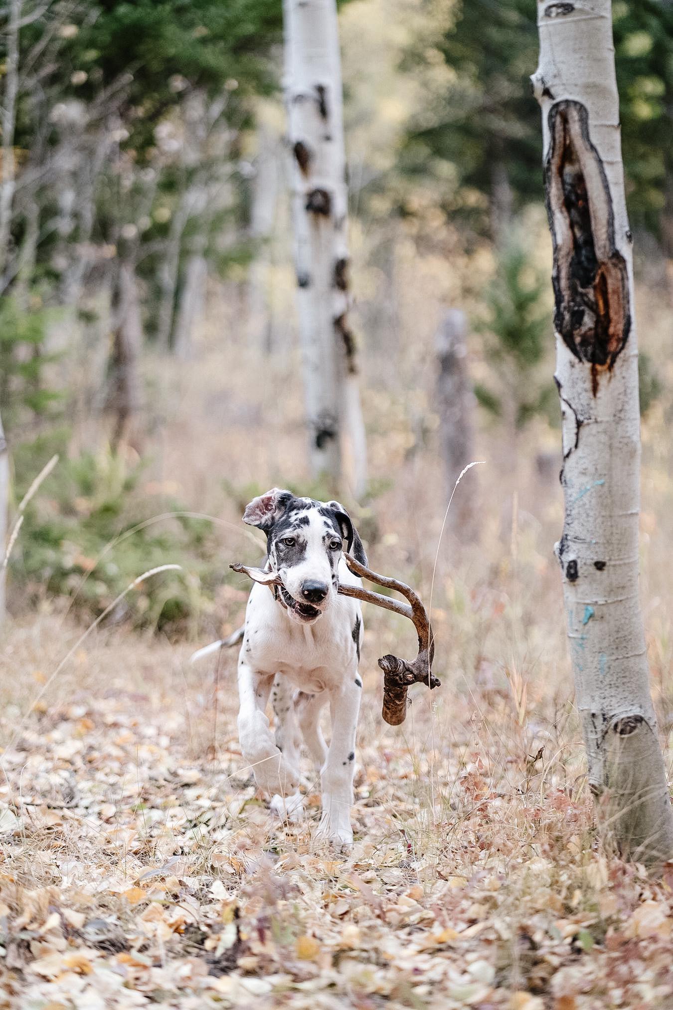 5 Ways to Strengthen Your Great Dane's Feet 15 121739417 3494457910592521 5577568367575500209 n