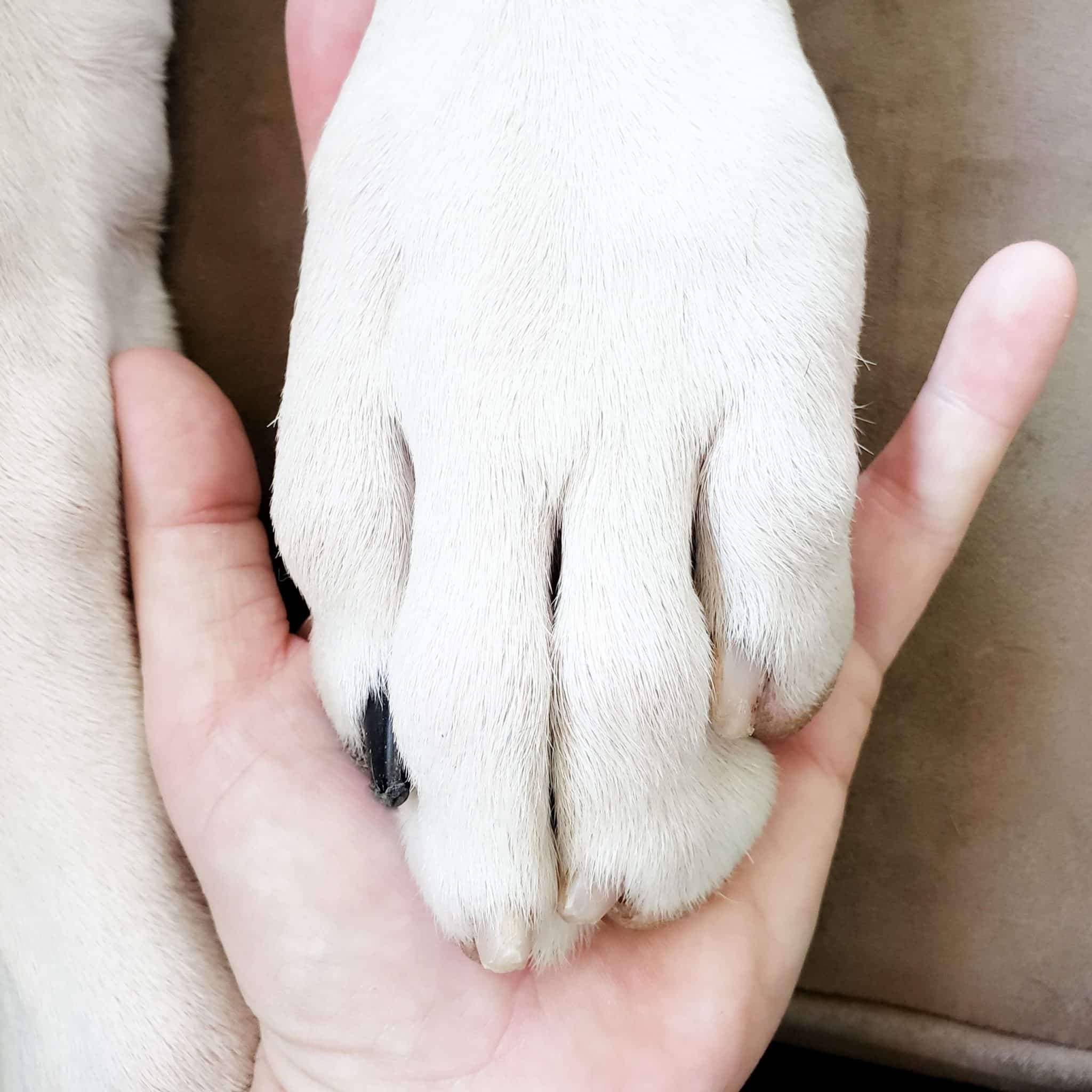 Great Dane Lifespan 11 GREAT DANE LIFE SPAN