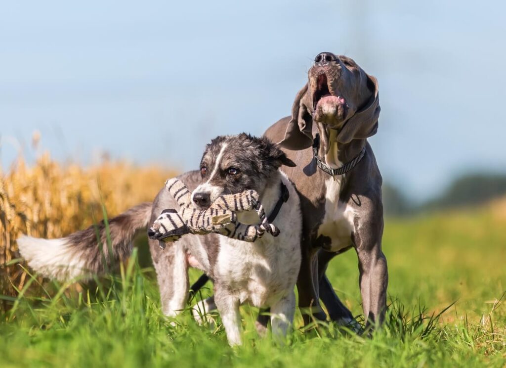 5 Common Mistakes Made When Training Great Dane Puppies (and How to Avoid Them) 7 14 1