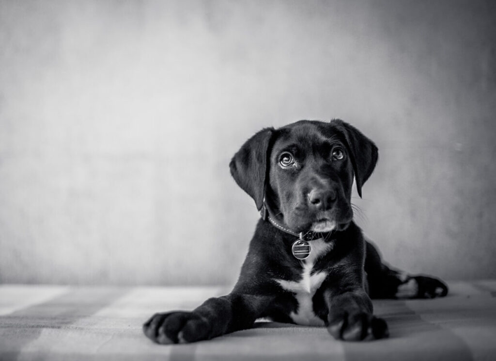How to Stop Great Dane Puppy Biting 6 15 1