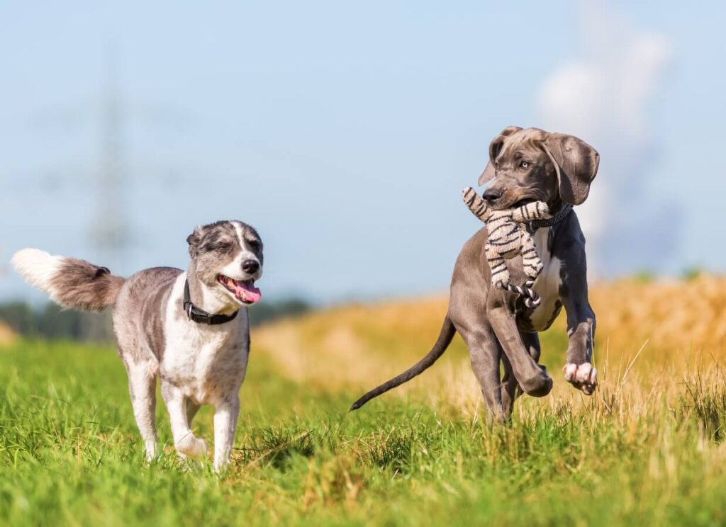 Great Dane Puppy Care 101 4 16 1