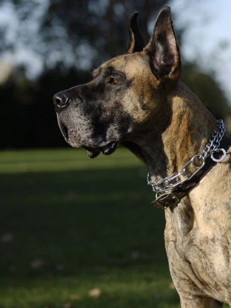 The Best Collars for Great Danes 27 16