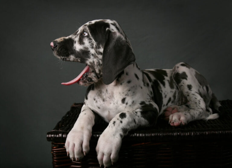 How To Fix Knuckling in Great Dane Puppies Hello Danes