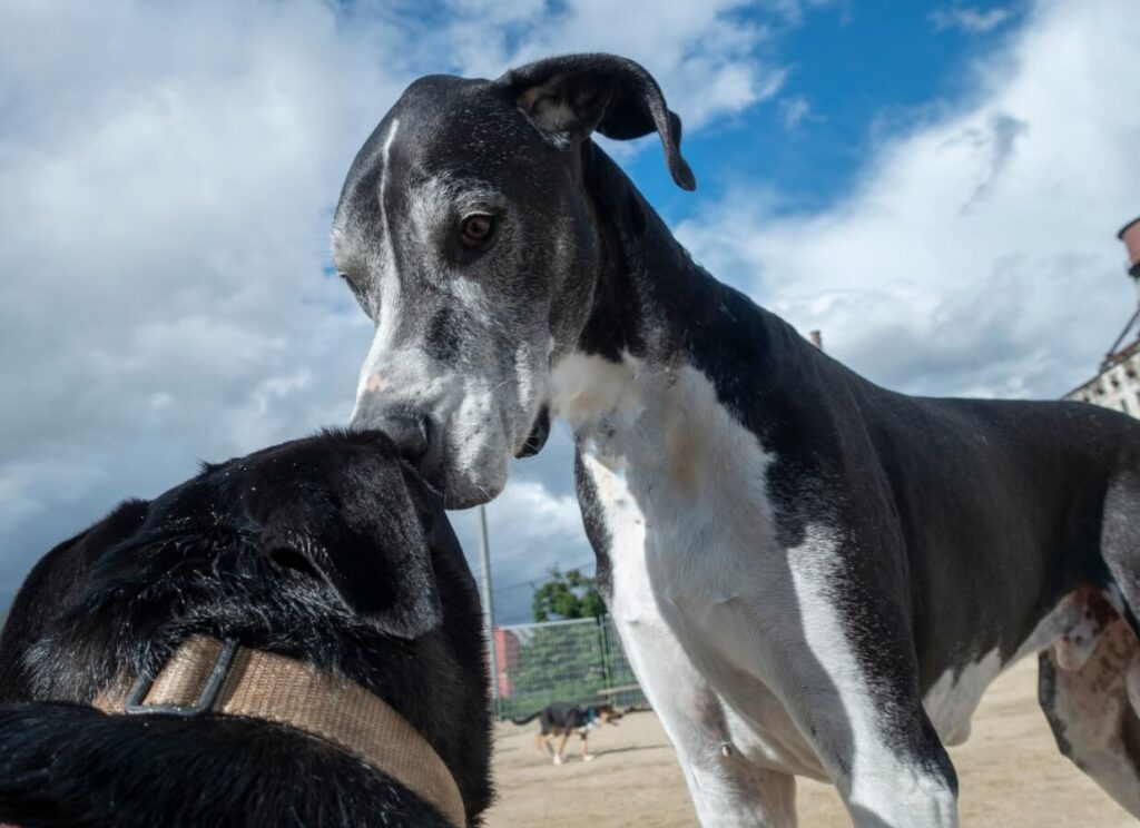 Our list of the Best Foods for Great Danes 10 2 3