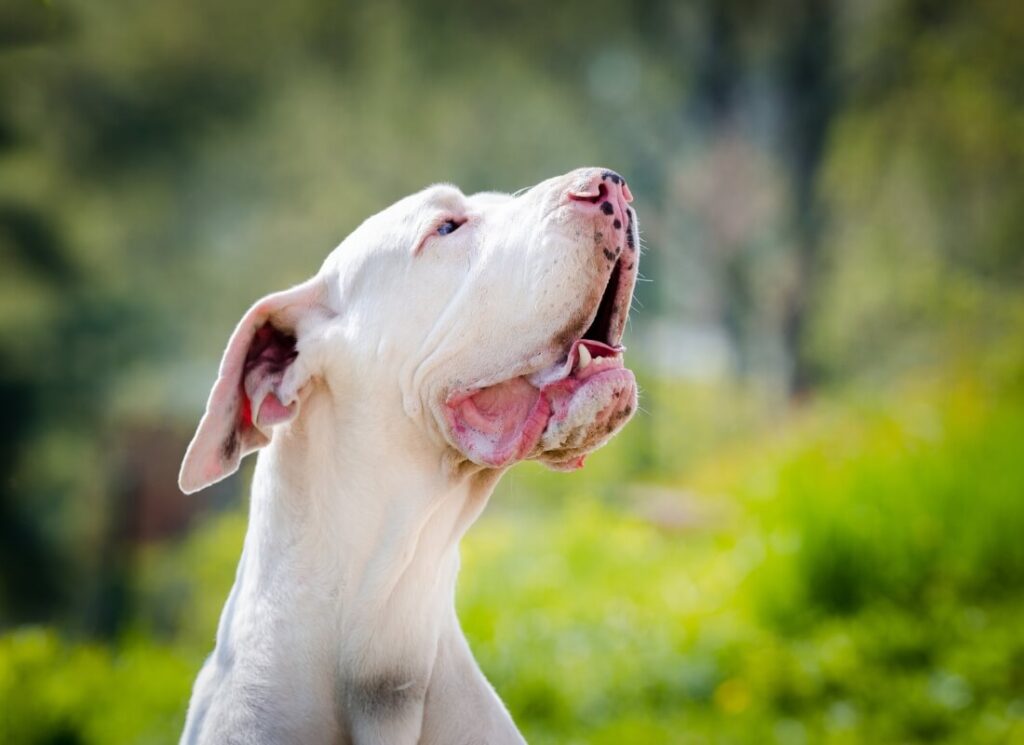 Off-Color & Designer Color Great Danes, Good or Bad? 9 2 4