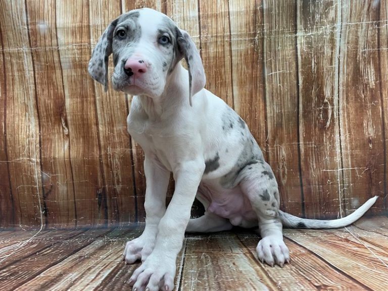 How to Stop Great Dane Puppy Biting HELLO DANES