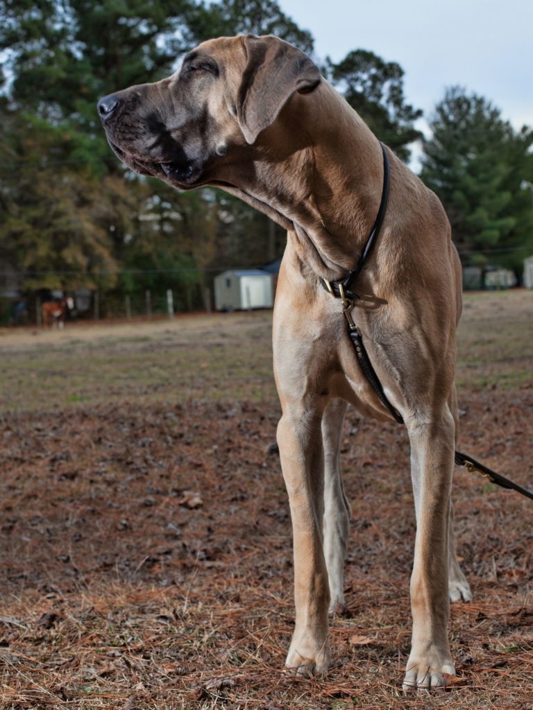 Teach a Great Dane to Walk on a Leash