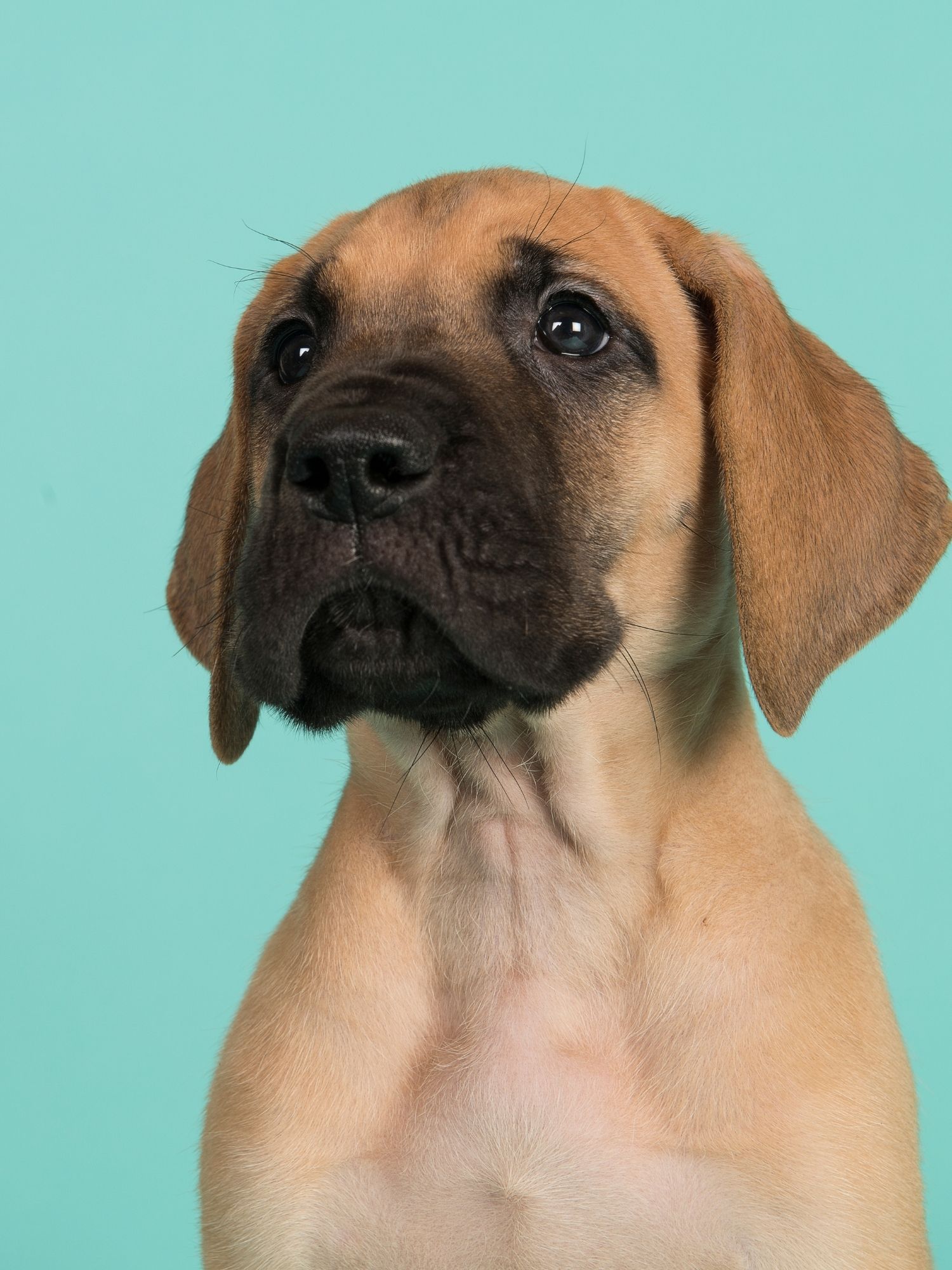 Great Dane with Cropped Ears 7 3 1