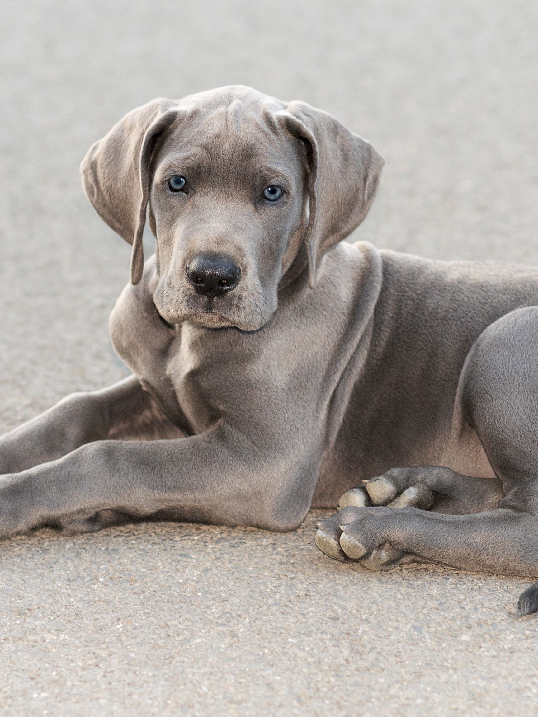 are great dane puppies clumsy