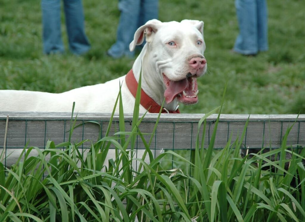 How to Stop a Great Dane from Jumping the Fence 3 3 4
