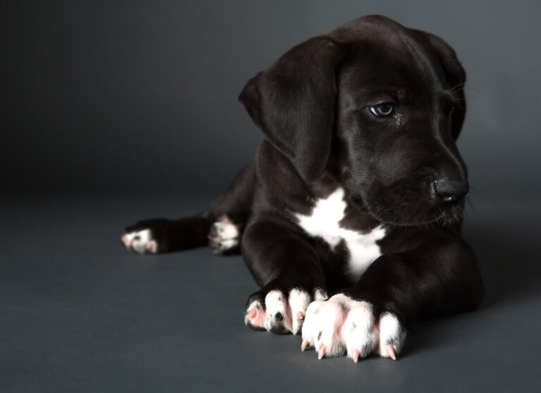 How to Crate Train a Great Dane Puppy Hello Danes
