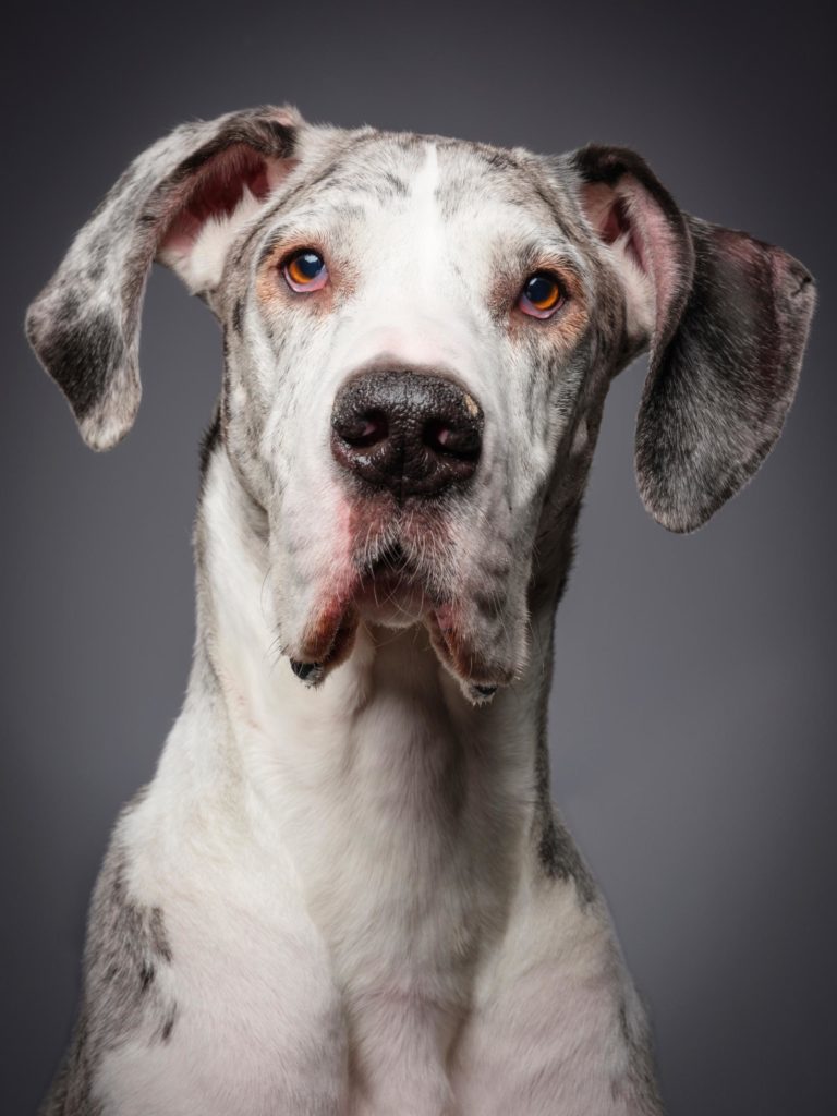 alder Fantasifulde Kollektive My Great Dane is Afraid of Thunderstorms - Hello Danes