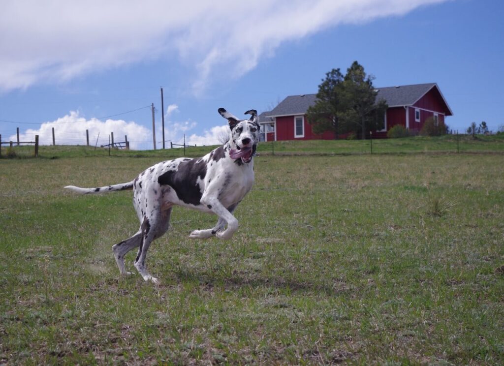 How to Stop a Great Dane from Jumping the Fence 5 5 3