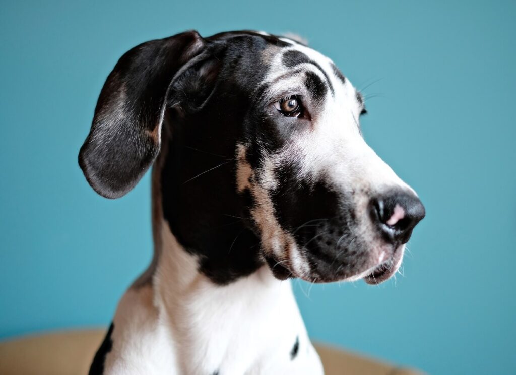 Great Dane Puppy Food 8 6 3