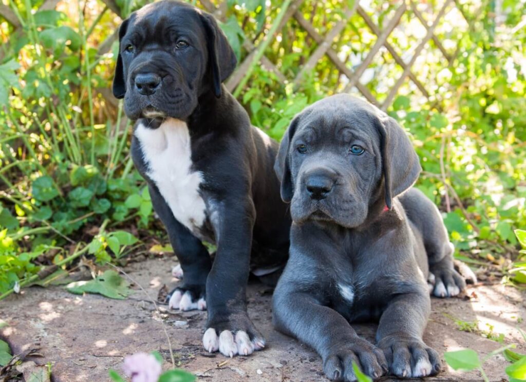 great danes for sale