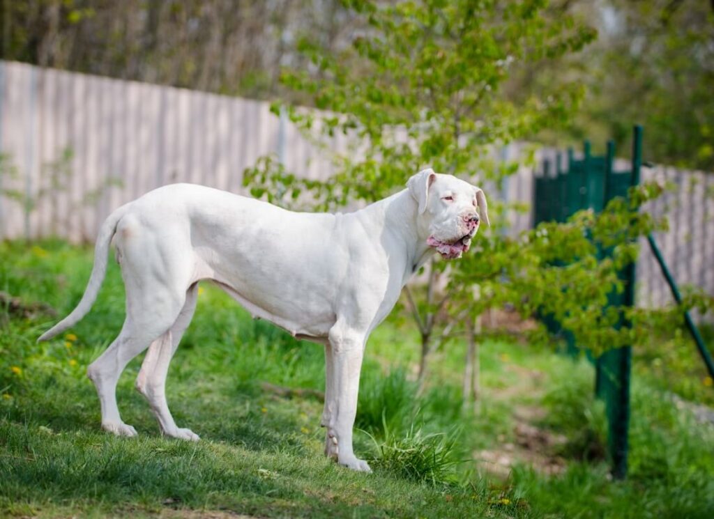 Double Merle Great Danes: 5 Facts About White Great Danes 6 7 4