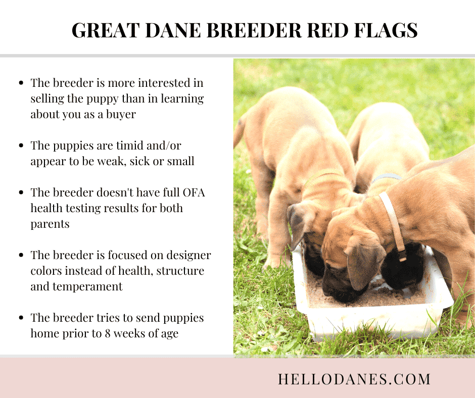 Bad Breeder Red Flags: Questions to Ask Dog Breeder BEFORE You Bring Home Your Adorable Puppy 19 7