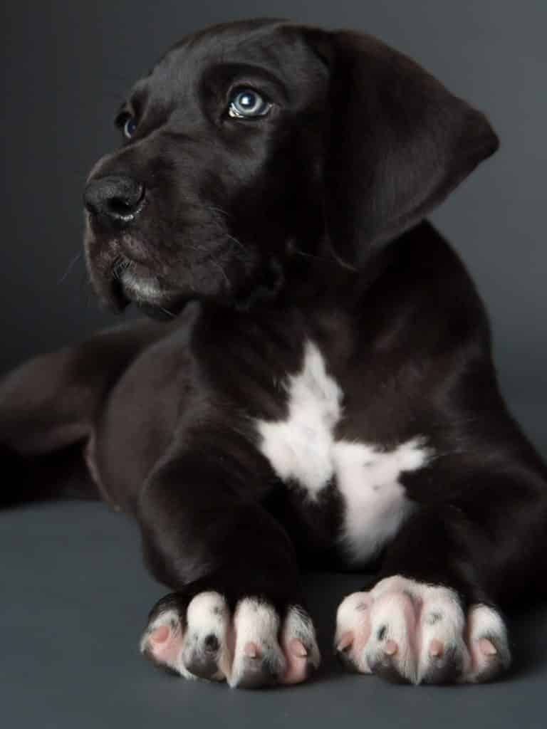 Great Dane Puppy Food 3 8 2