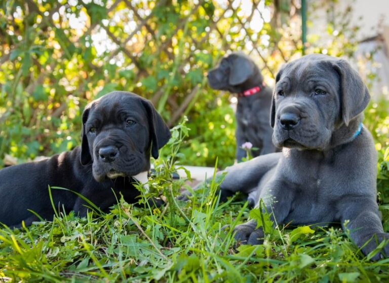 How to Crate Train a Great Dane Puppy Hello Danes