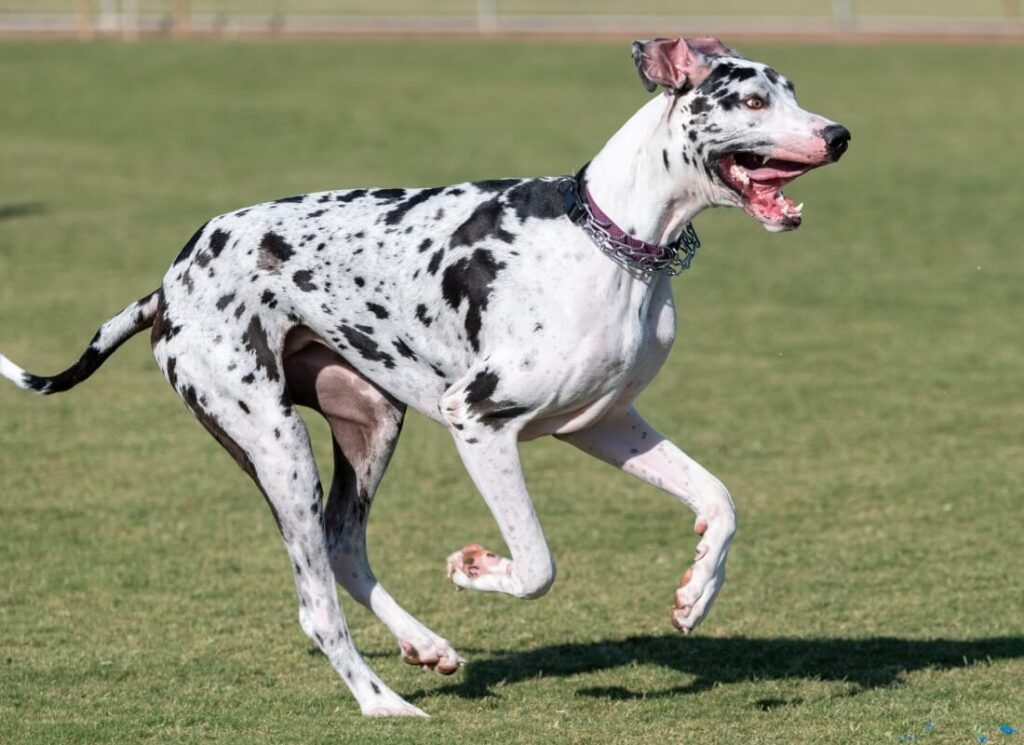 9 Important Factors to Consider About When to Spay a Great Dane 10 9 4