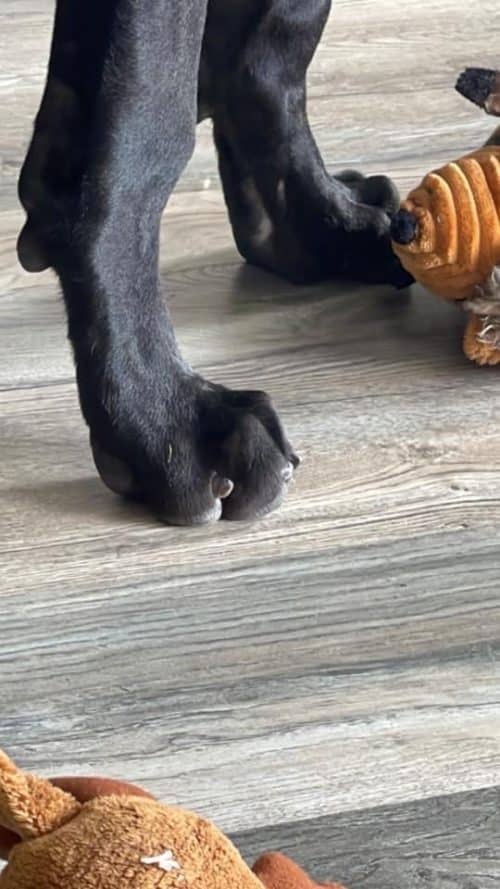 How to Trim Great Dane Puppy Nails Hello Danes