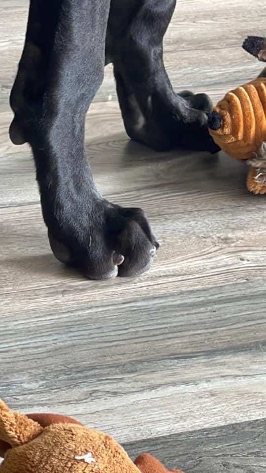 How to Cut Black Dog Nails Without Hurting Them 10 IMG 8281