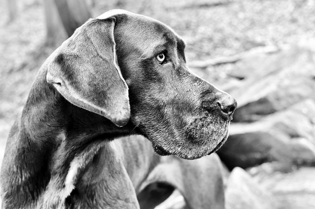 great dane 2914317 1280