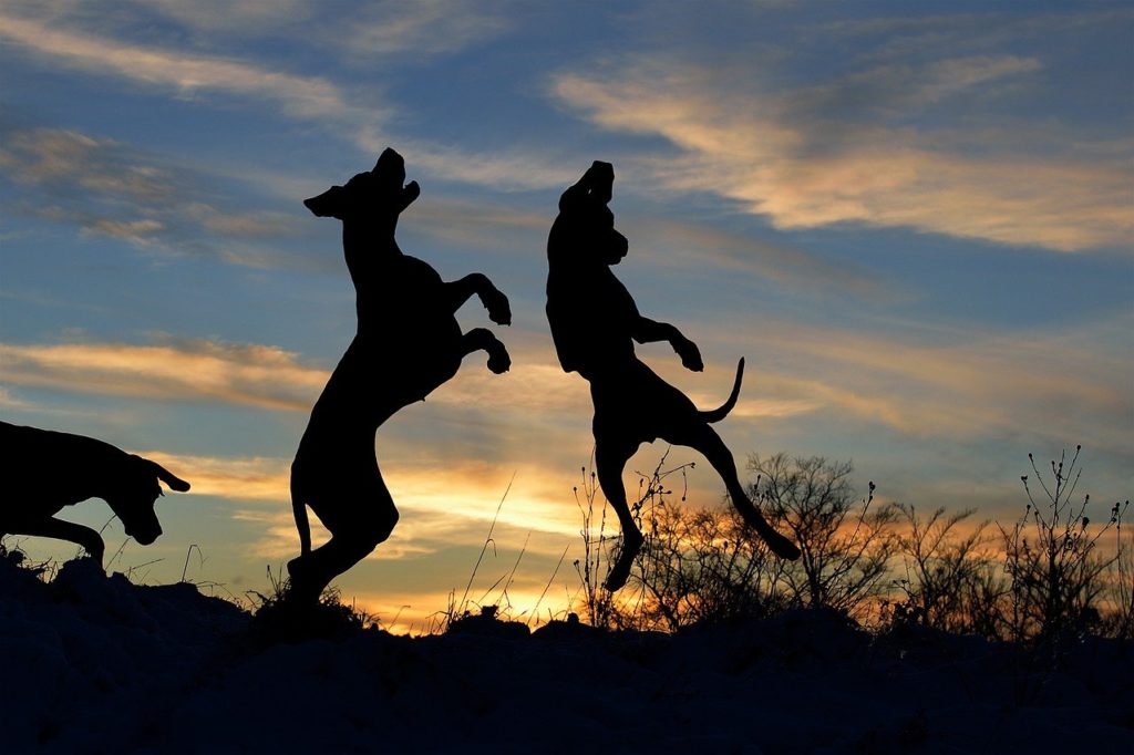 How to Stop a Great Dane Jumping Up