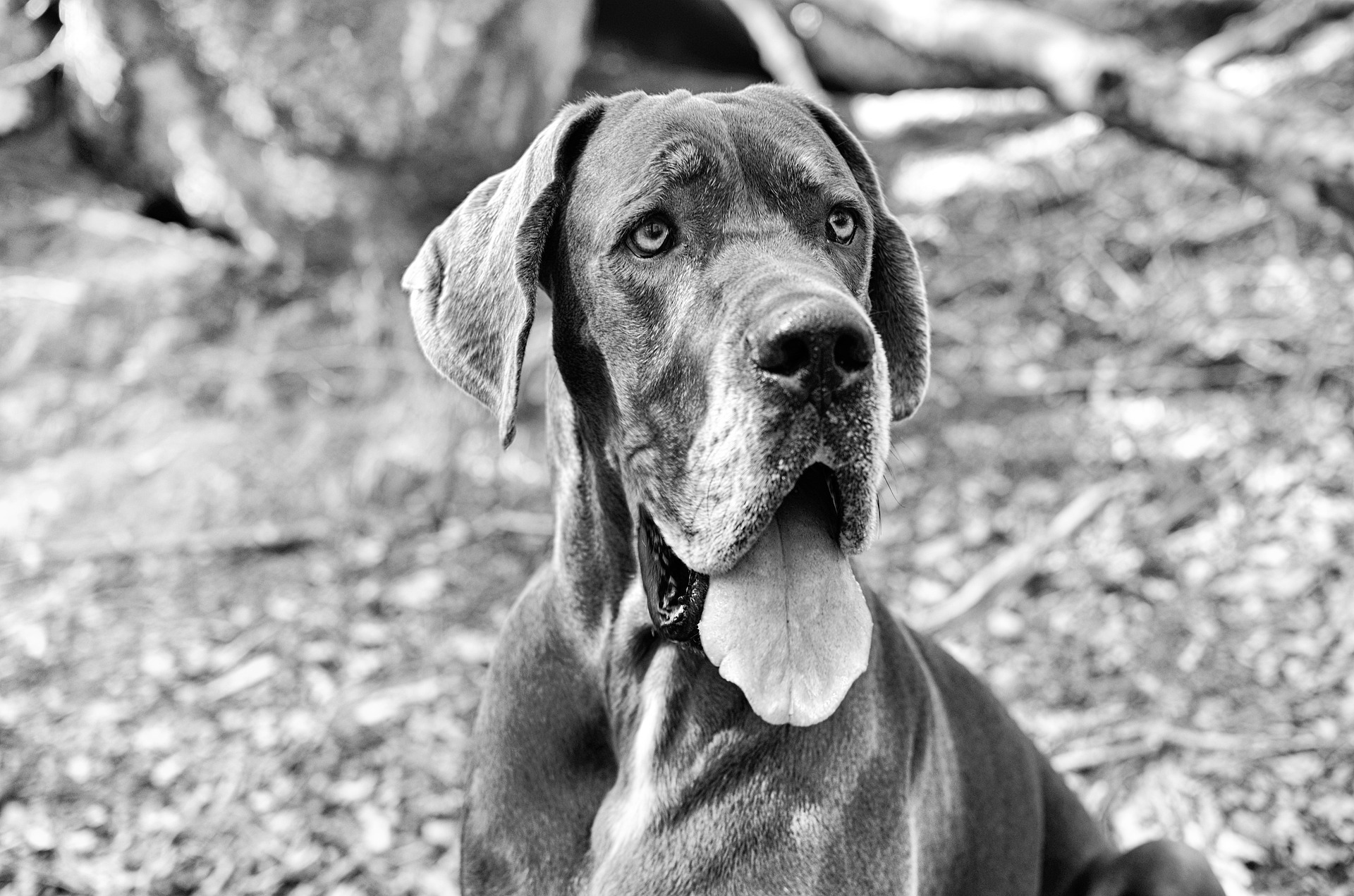 Euro Danes: A Huge, Droopy Problem 15 Euro Danes