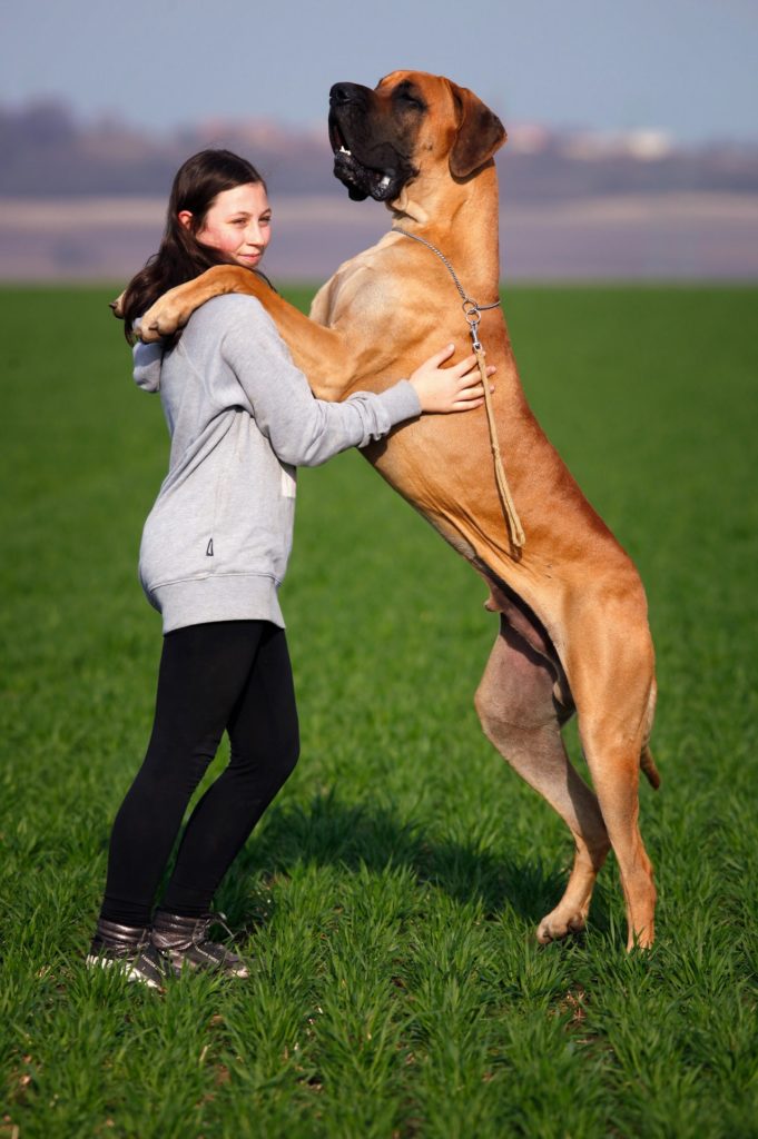 How to Stop a Great Dane Jumping Up