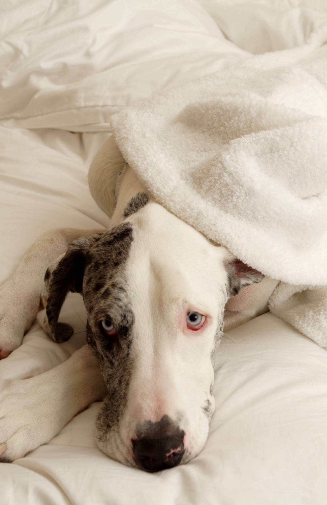 Great Dane Bloat Myth Busting 12 12 1