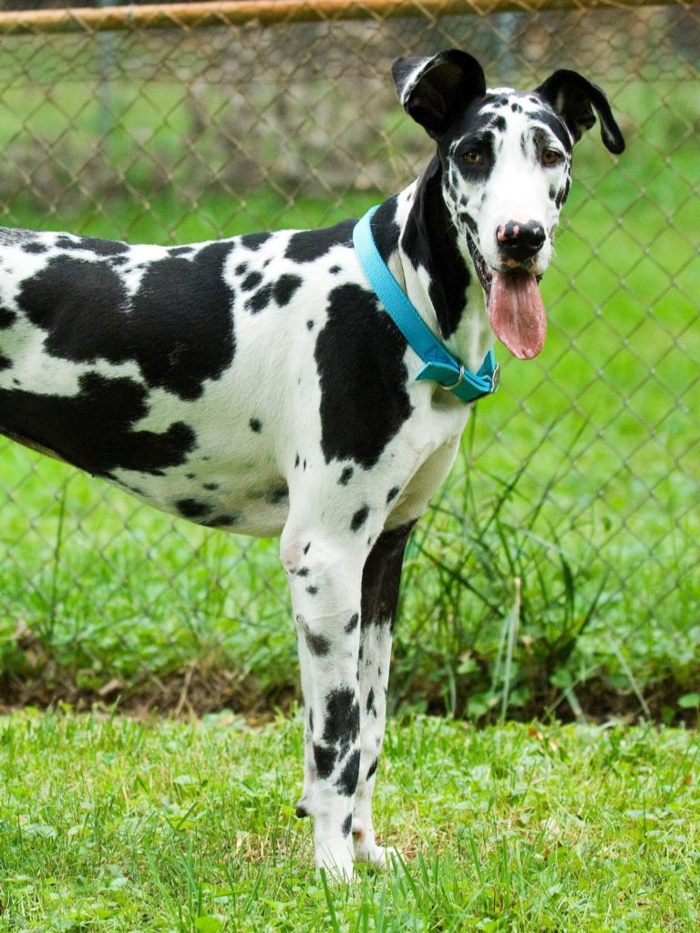 All About American Great Danes 6 12