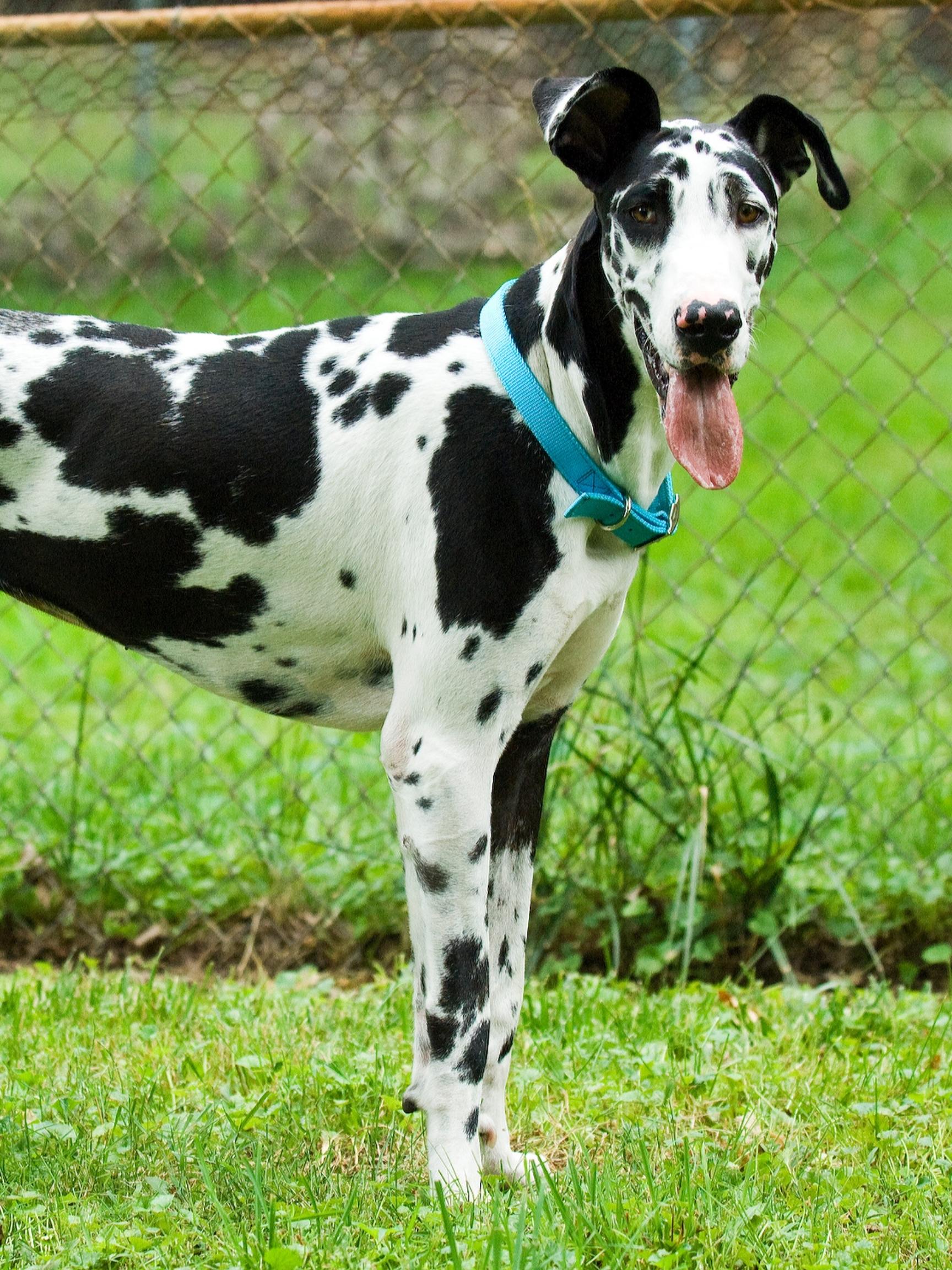 Great Dane Bloat Myth Busting 7 12
