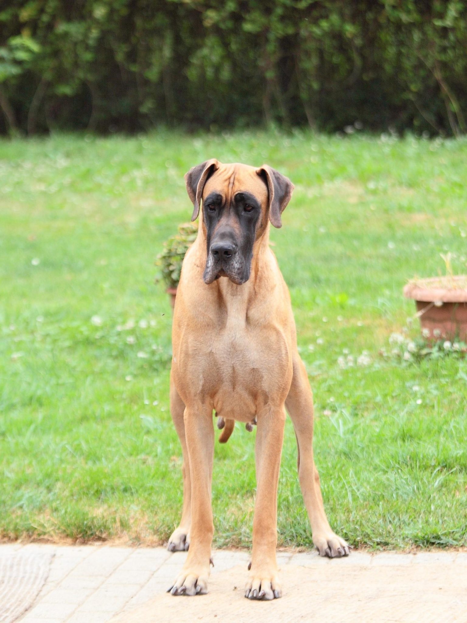 What is Backyard Breeding? Hello Danes