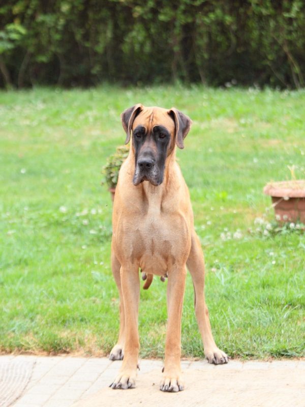 What is Backyard Breeding? Hello Danes