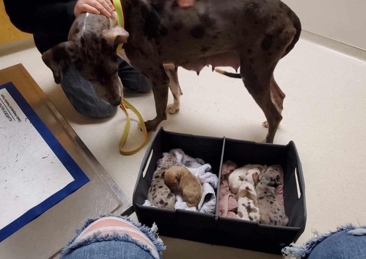 Pet Store Puppies No, You Aren't Saving Them Hello Danes