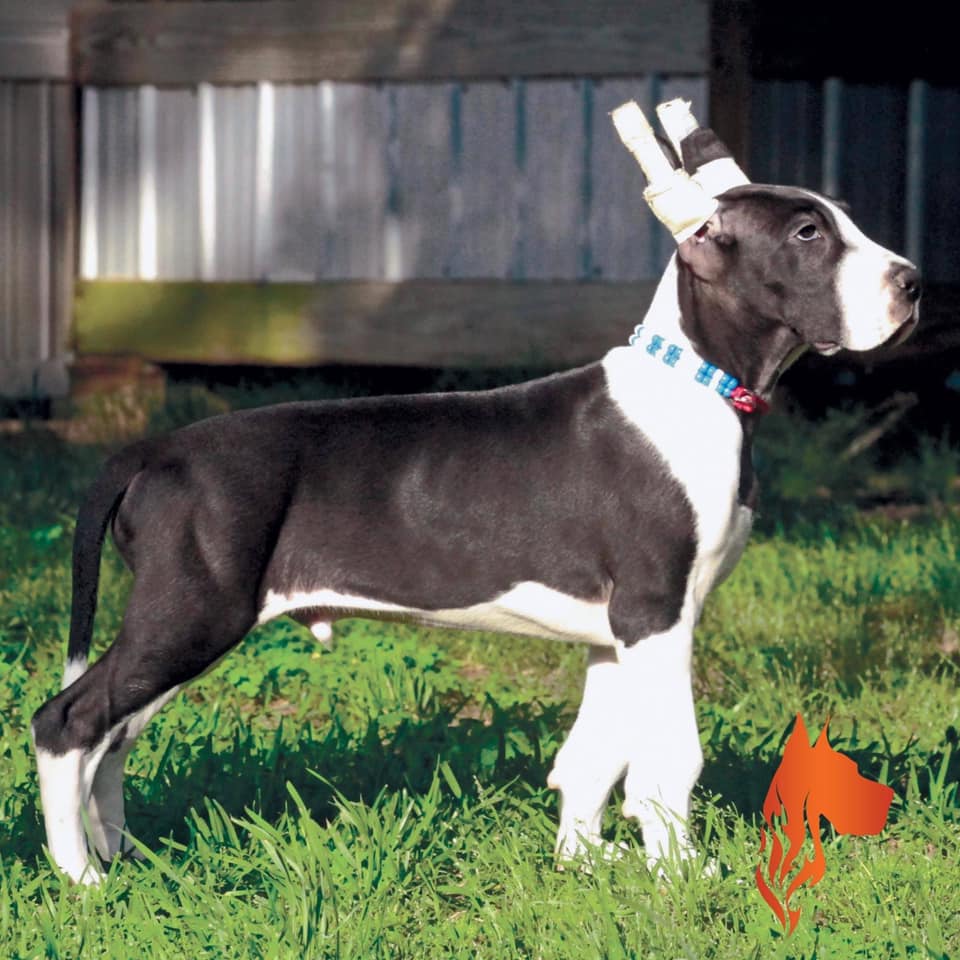 Great Dane with Cropped Ears 6 Kindlefire Great Dane, well bred brindle great dane puppy