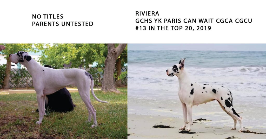 What Makes a Great Dane Breeder Good? 6 133300625 3813571605366094 785337337719732169 o