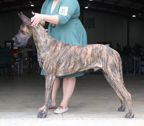 5 Ways to Strengthen Your Great Dane's Feet 23 133773487 10158164303537701 5807799044835909660 n