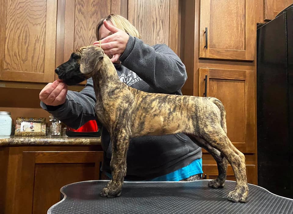 5 Ways to Strengthen Your Great Dane's Feet 22 Kindlefire Great Dane, well bred brindle great dane puppy